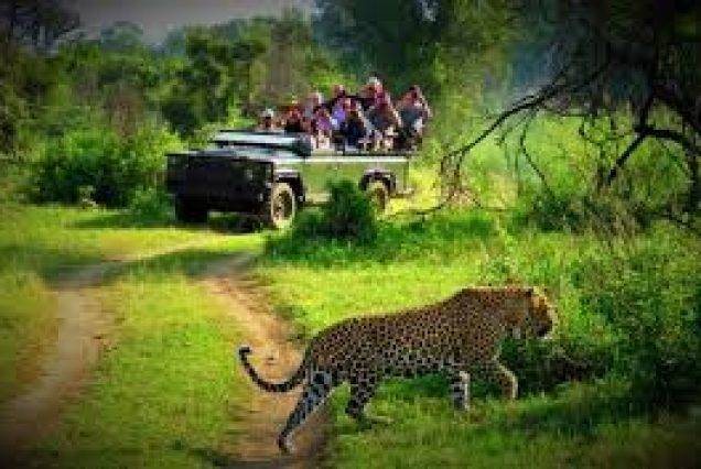 jungle safari chitwan national park