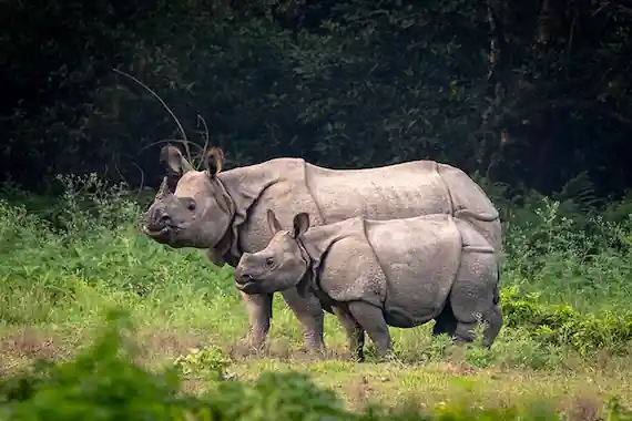 Chitwan Wildlife Safari