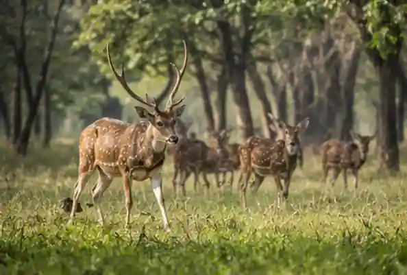Wildlife Safari